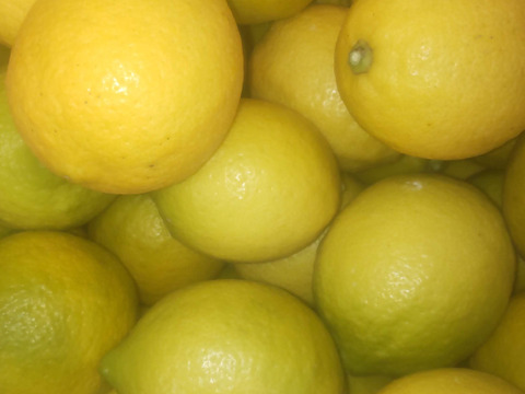 防腐剤、ワックス不使用　皮ごと使用綺麗な広島県産レモン　10ｋｇ