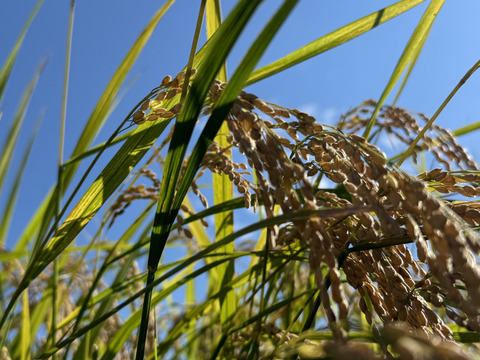 特別栽培米 注文後精米 令和6年産 栃木県産 コシヒカリ 10kg