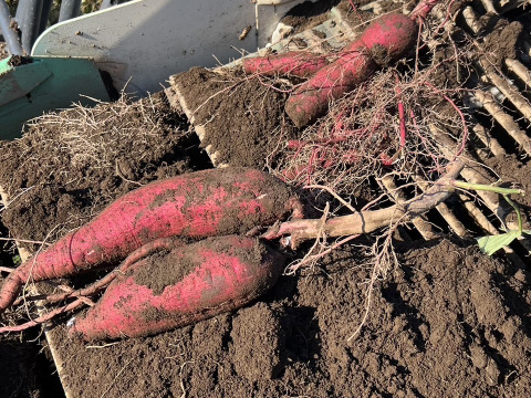 【嬉しいセットA】茨城県産
・完熟紅はるか　2kg
・とろける干し芋『蜜千姫』（100gx2p）