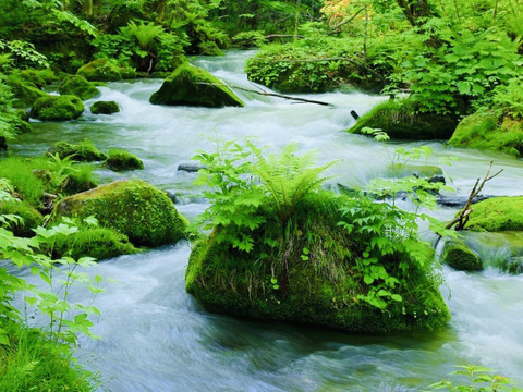 【新春にんにく福袋🉐】本場青森のおいしいにんにく35玉たっぷりお届け🧄🧄🧄