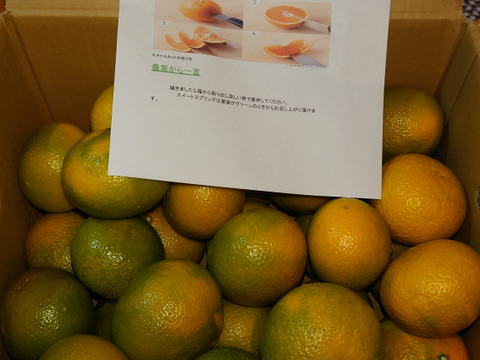 完熟スイートスプリング大小混合約8K
外観からは想像もできない手もベタつく甘さです♪ 昨年多くのお客様に買っていただきました。