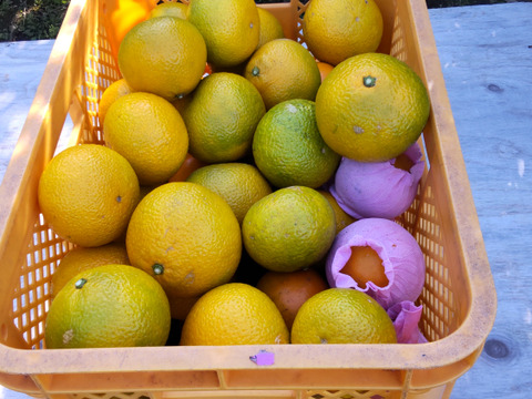 鹿児島県産「スイートスプリング」箱込み5kg
