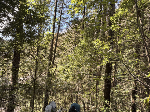 旬をいただく！愛知県豊田市旭産　コシアブラ 150ｇ