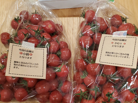 ミニトマトで笑顔を　完熟ミニトマト 1.5kg【千葉県旭市産】【トマト食べ比べ】