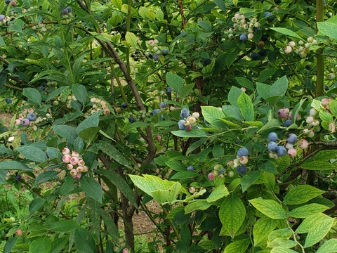 摘みたて　農薬不使用　千葉県産　生ブルーベリー　200g×2パック&B品100g×2袋　600gセット