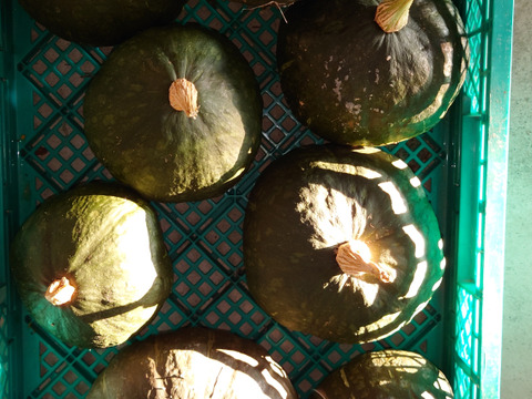 甘いかぼちゃ、ブラックのジョー