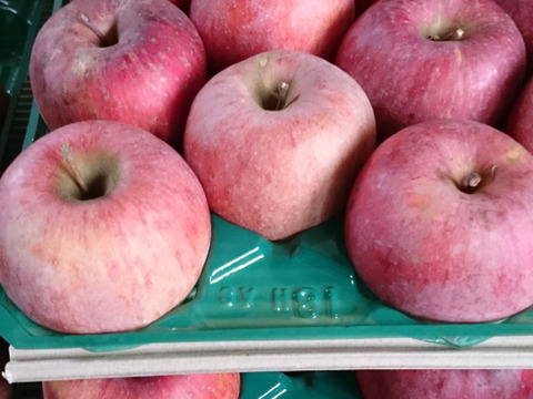 節減対象農薬：当地比5割減栽培、化学肥料除草剤不使用　長野りんご　サンふじ　5キロ