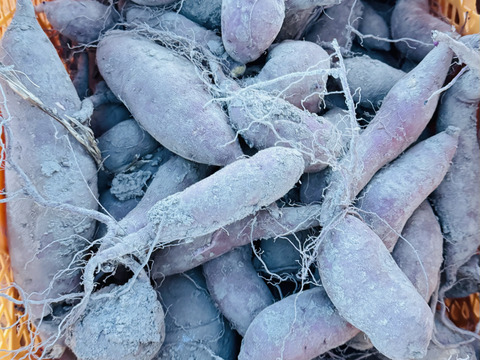 kyoko様用　ふくむらさき　　栗かぐや