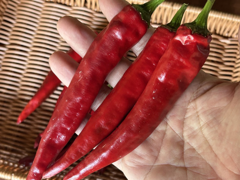 【採れたて発送】愛知県 豊田市旭産 韓国唐辛子（赤） 500g