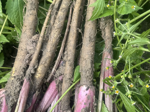 掘りたて新ごぼう　またの名を天御柱根別ごぼう　1kg