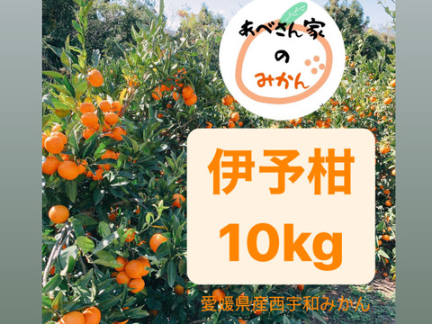 【愛媛県産】いよかん 10kg