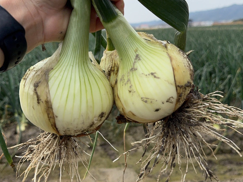旬だよ！淡路島産新玉ねぎ(5㎏)