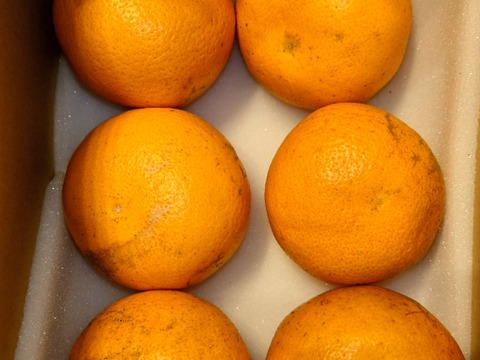 今が旬の八朔  サイズは不揃い ですが、 みずみずしいです。