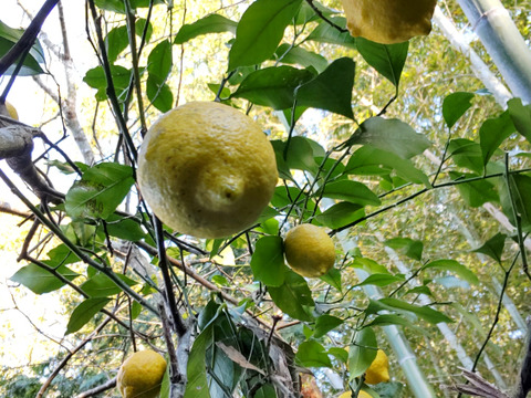 フレッシュ！エネルギッシュ！爽やかレモン1.7kg