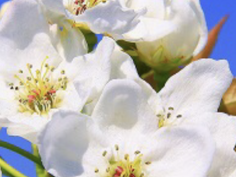 今が旬です😋【幻の梨⁉️】かおり贈答用約2.5kg(特大3~4個入)✨️メロンのような甘い香りでとってもフルーティー✨シャキシャキでキメ細か✨️豊水にも負けない果汁量💦