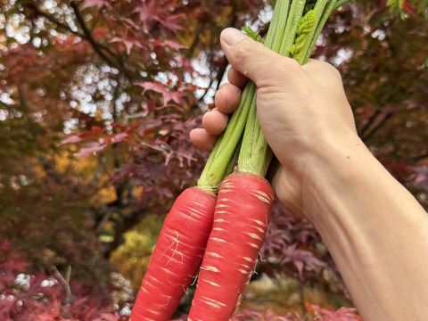 正月料理に！京都府産 金時にんじん（化学農薬不使用）2kg〈箱込み〉