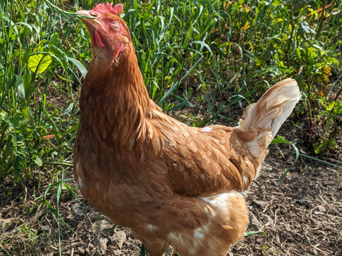 純国産鶏種もみじ貴重な放牧飼い有精卵　道産飼料【30個】