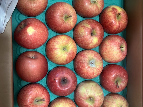 【毎年１万箱以上売れてます】約５キロ 青森県産りんご「樹上完熟葉とらずふじ」家庭用厳選品