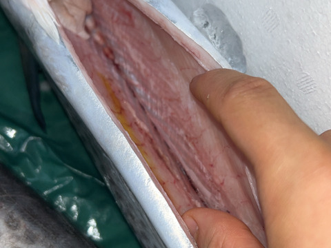 日間賀島産、天然鰆【脂質9%個体】
脂乗り抜群‼︎
わた，エラだし処理発送　2キロ±