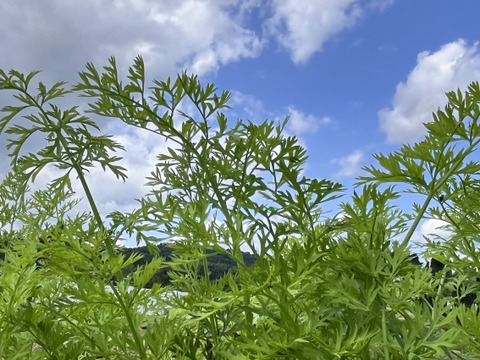 上品な美味しさ山内にんじん2キロ