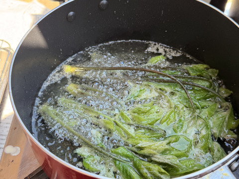 旬をいただく！愛知県豊田市旭産　コシアブラ 150ｇ