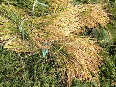 令和６年産ななつぼしのご紹介です。
決してゆめぴりかと比べないでくださいね💦
決して😄
【精米　25kg】