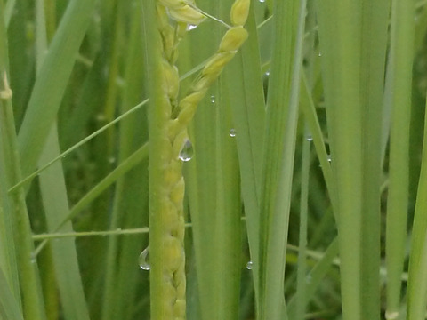 🍙自然栽培米食べ比べセット（コシヒカリ白米2㎏＋ミルキークイーン白米2㎏）令和５年産　ほっこり芳醇な味わいな『小里米』農薬・肥料ともに不使用！