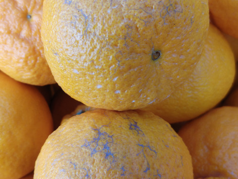 訳あり！不知火「約5キロ」