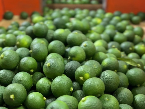 太陽の光をたっぷり浴びた『山上すだち』（贈答用・1,000g）