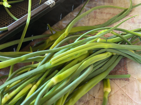 2024年収穫　冷凍ホワイト六片にんにくの芽300g✖️3個【岐阜県郡上市産】農薬不使用