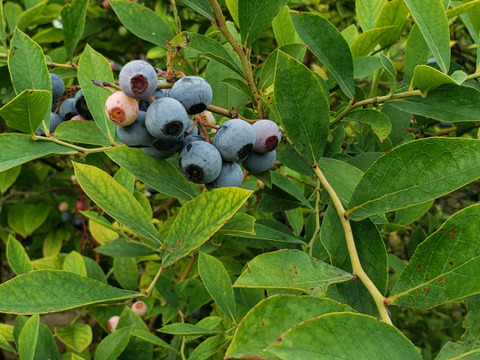 摘みたて　農薬不使用　千葉県産　生ブルーベリー　200g×2パック&B品100g×2袋　600gセット