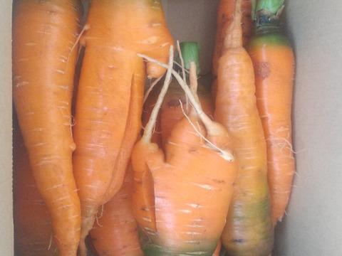 訳あり、自然栽培の人参5kg