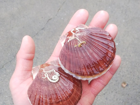 青森県むつ湾産ベビーホタテ