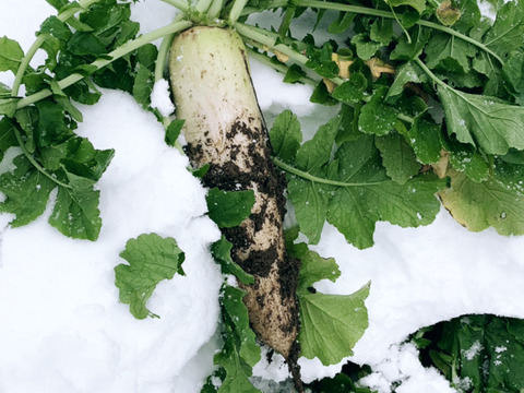 【１年に１度しか味わえない、越冬大根のお届けに参りました。】　≪雪国で育まれた水分・甘みたっぷりの大根≫　兵庫県香美町産「雪ぶとん大根」（8本箱入）