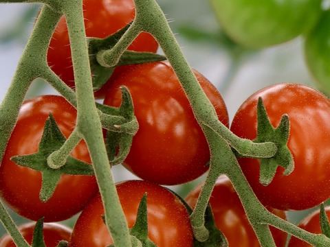 【福袋2025】贅沢無添加トマトジュースと贅沢トマトジャムの豪華セット