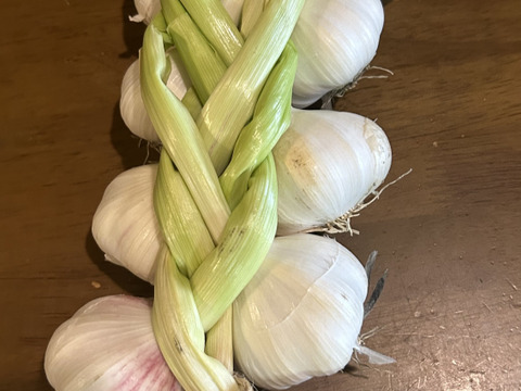 期間限定 自然栽培　結び生にんにく　極上大きめ12個セット