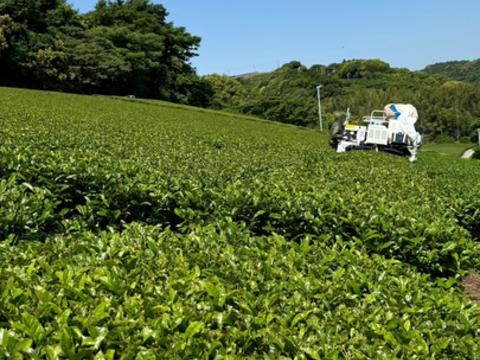 楽天市場】新茶 2025 極上 100g お茶 日本茶 煎茶 緑茶 ギフト