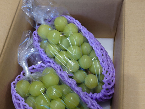 🟢家庭用🟢ちょっぴり訳あり★朝どれ種なしシャインマスカット★【2025年★８月下旬〜順次発送】約１kg大きさお任せ(2〜3房)★生産量日本一の山梨県産★通常配送　沖縄県 北海道注文不可