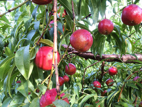 甘くてジューシー！ネクタリン『スイートトップ』(秀品約2㎏) 【お中元対応可】