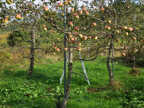 【この1箱のみ】栽培期間中肥料・農薬不使用の大玉フジぐんま名月約３キロ箱　8玉
