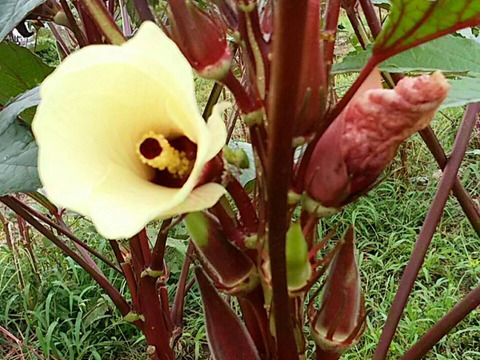 わんぱく農法で作った‼️甘々ネバネバ丸オクラ(600g)