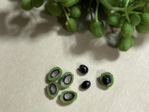 【ラスト】愛知県豊田市旭産 山椒の実 200g　※皮は緑ですが種は黒いです。