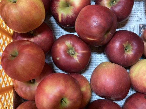 在庫わずか！紅玉ラフランス2種盛！お試しラフランス3キロ＋訳あり紅玉3キロ　合計6キロ以上。　農薬半減栽培で安心安全