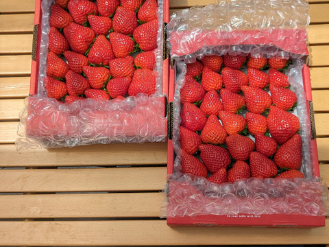 【春の🍓祭り】口いっぱいにあふれる果汁♬ 〘♡いちごさん♡〙　❤ 7 ００ｇ×２❤