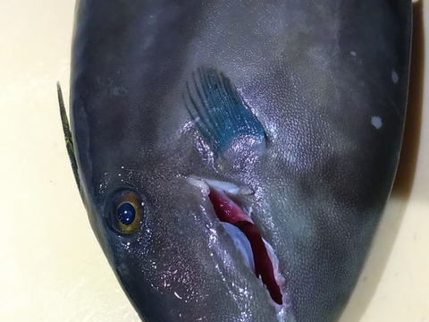 肝を喰う 匠の活〆 ウマヅラハギ 北海道産 食べチョク 農家 漁師の産直ネット通販 旬の食材を生産者直送 肝を喰う 匠の活〆 ウマヅラハギ 北海道産 食べチョク 農家 漁師の産直ネット通販 旬の食材を生産者直送