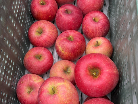 果汁たっぷり！家庭用サンフジ3kg