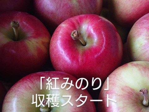 収穫始まりました！「紅みのり」約3kg　硬いりんご甘味酸味のバランスが良いですよ。夏収穫品種の中で日持ちするりんごです。