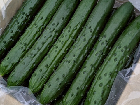 野菜イヤイヤ卒業！？　げんきゅうり　2.2㎏（20本程度）　子どもがパクパク！朝採れトゲシャキおかっぱ農園直送