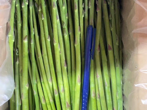 【数量限定】鮮度抜群！オーガニック（ボールペン）
アスパラガス1.2キロ　Ｓ級(10g以下）販売中