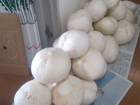 2026年桜島産農薬.化学肥料不使用桜島大根玉1個（5キロ）紅はるか5キロ詰め合わせ